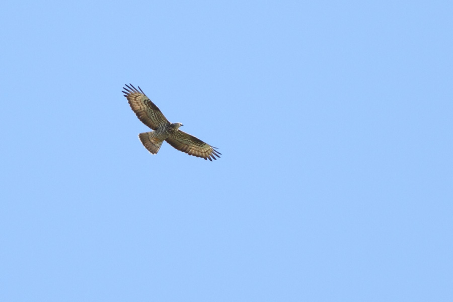 Arı Şahini