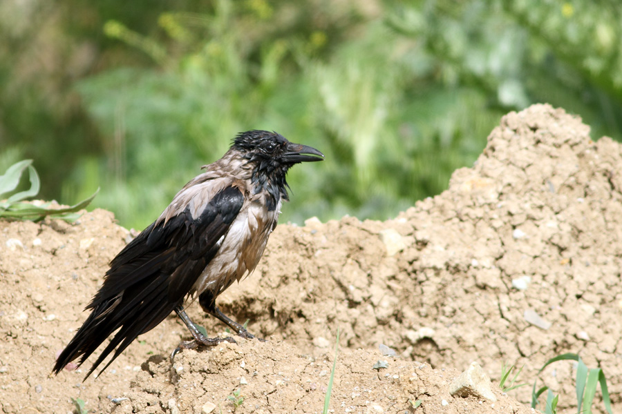 Hooded Crow