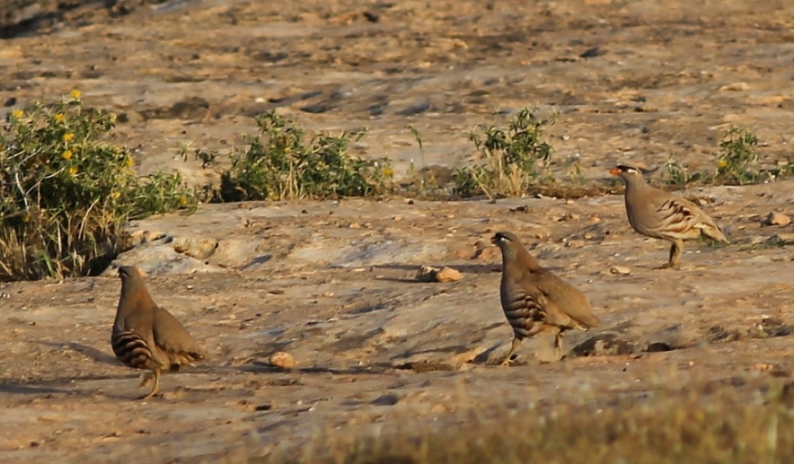 See-see Partridge