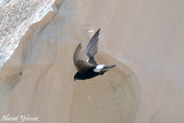 Little Swift