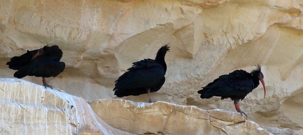 Northern Bald Ibis