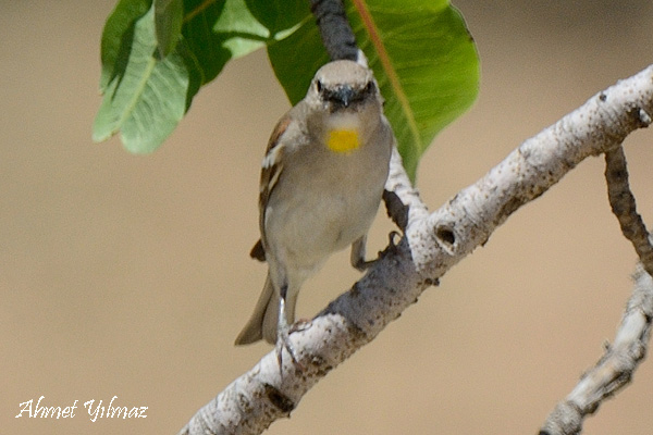 Yellow-throated Sparrow