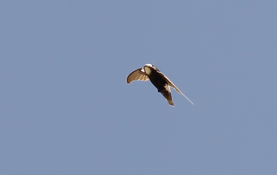 Little Swift