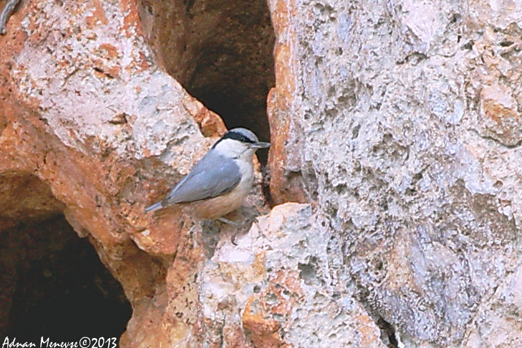 Eastern Rock Nuthatch