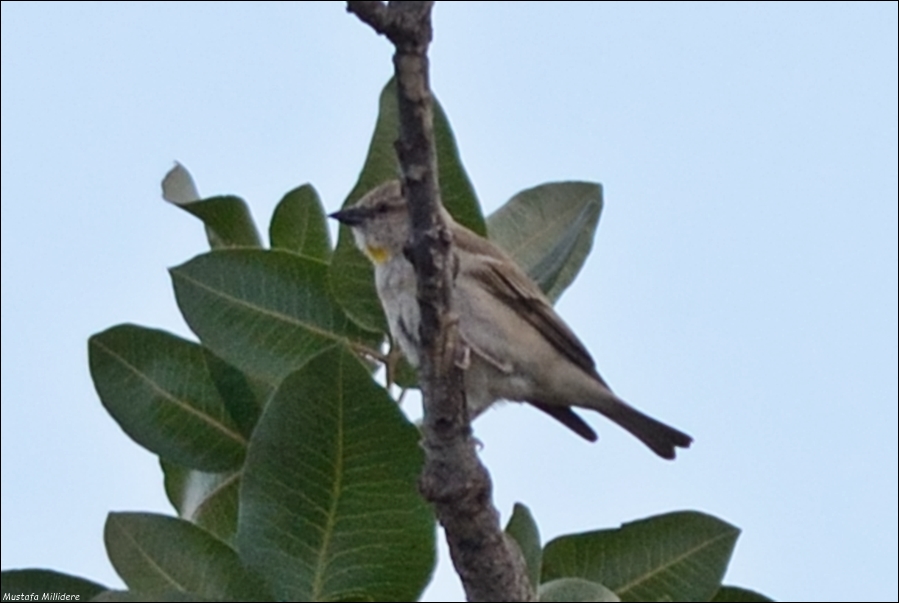 Yellow-throated Sparrow