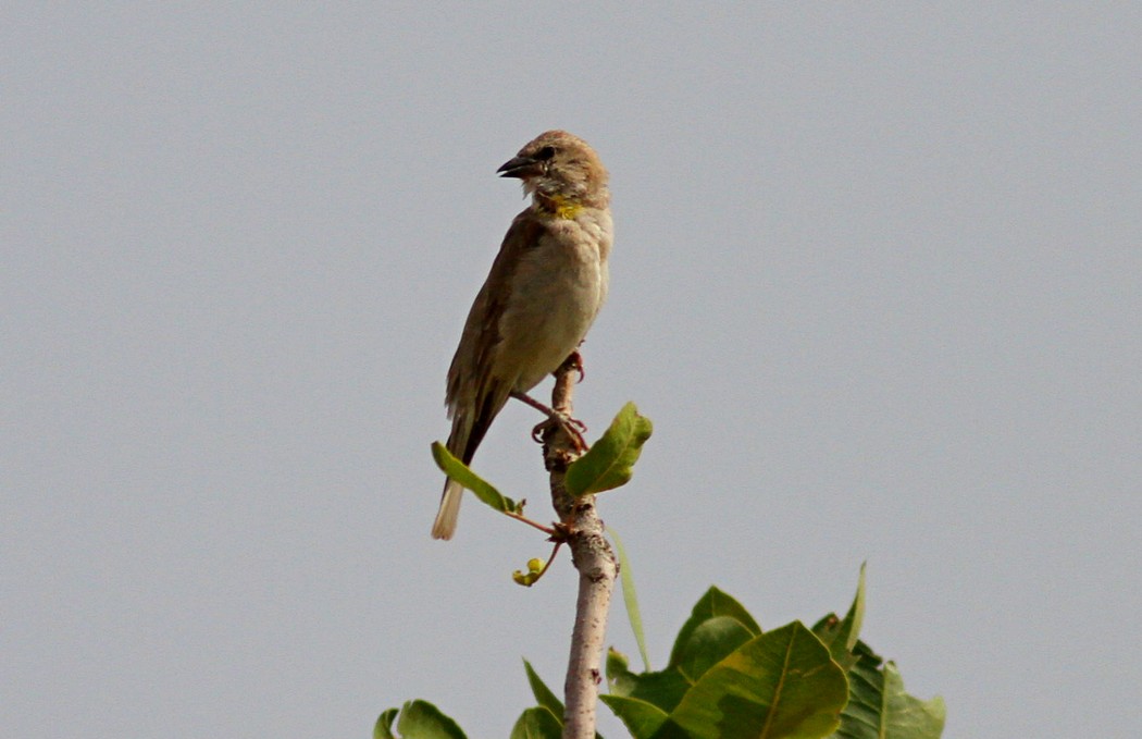 Yellow-throated Sparrow