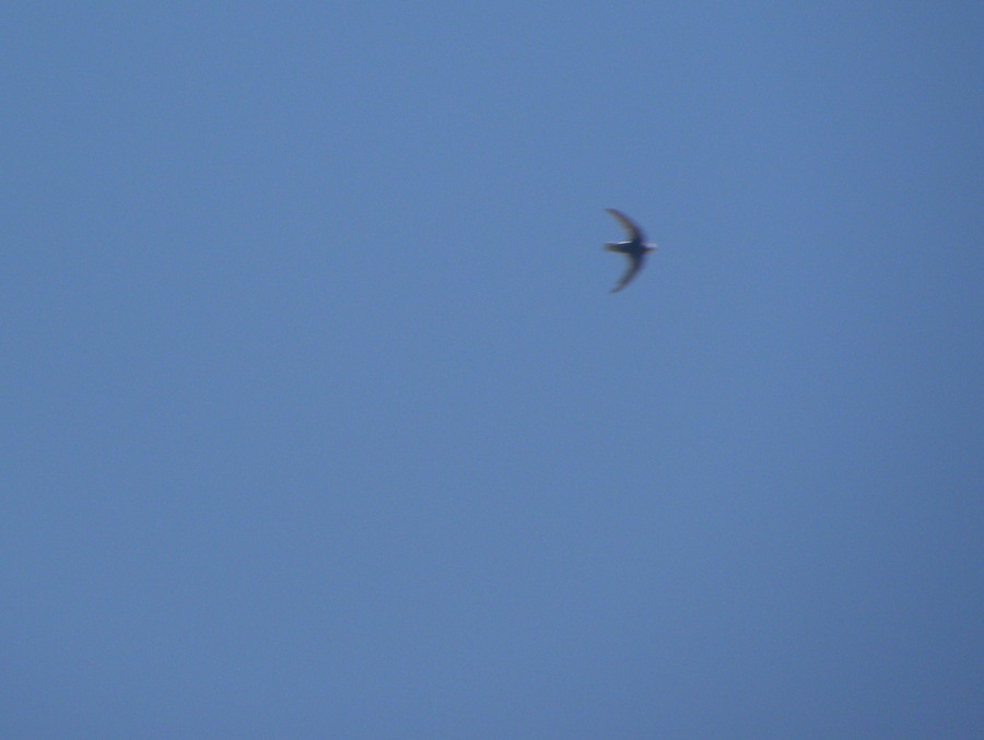 Little Swift