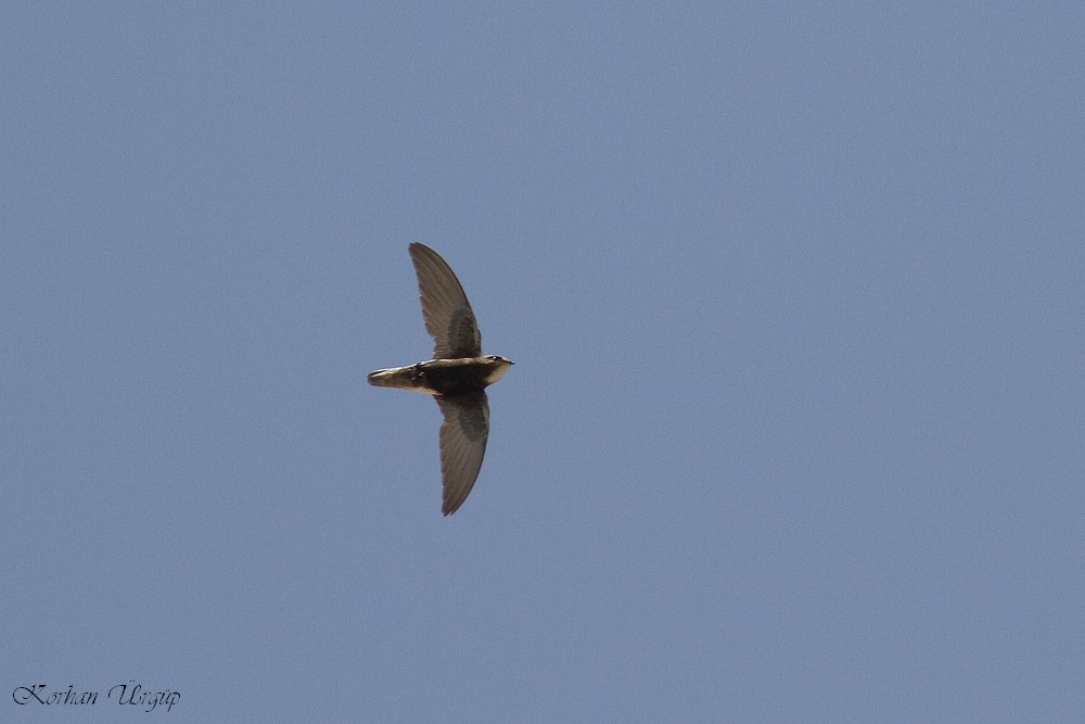 Little Swift
