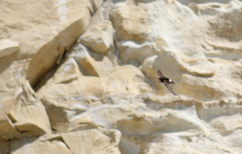 Little Swift