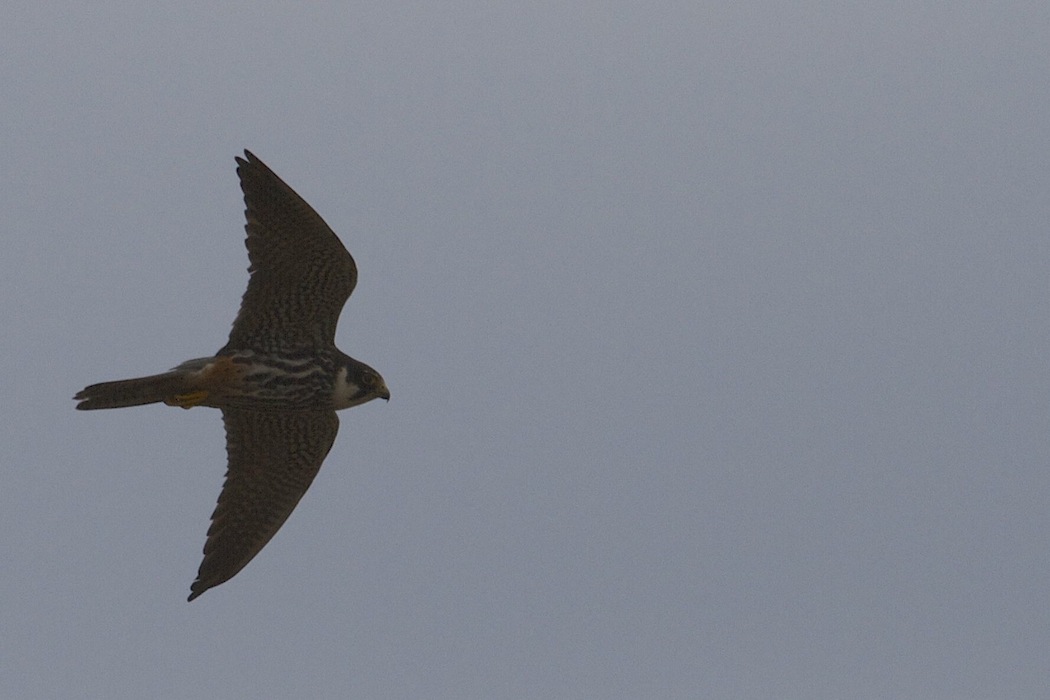 Eurasian Hobby