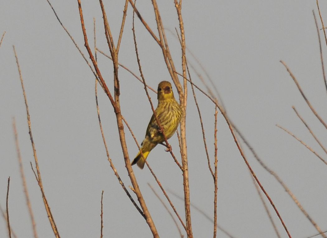 European Serin
