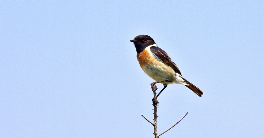 European Stonechat