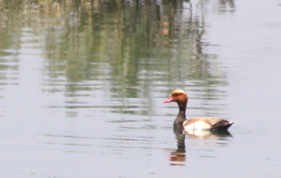 Red-crested Pochard