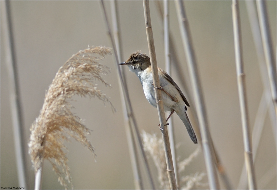 Paddyfield Warbler