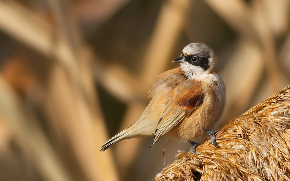 Eurasian Penduline Tit
