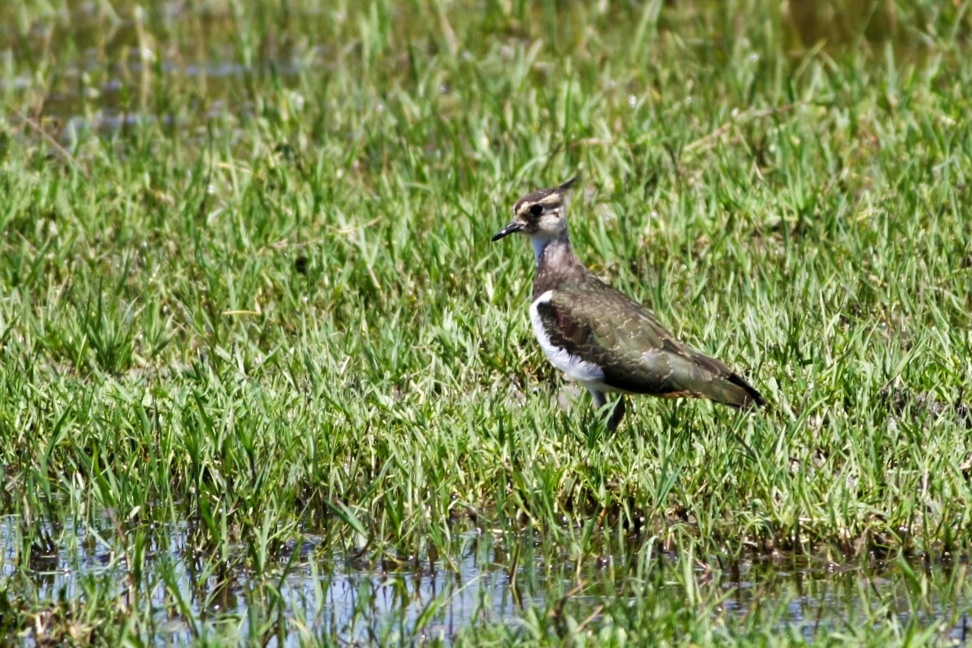 Northern Lapwing