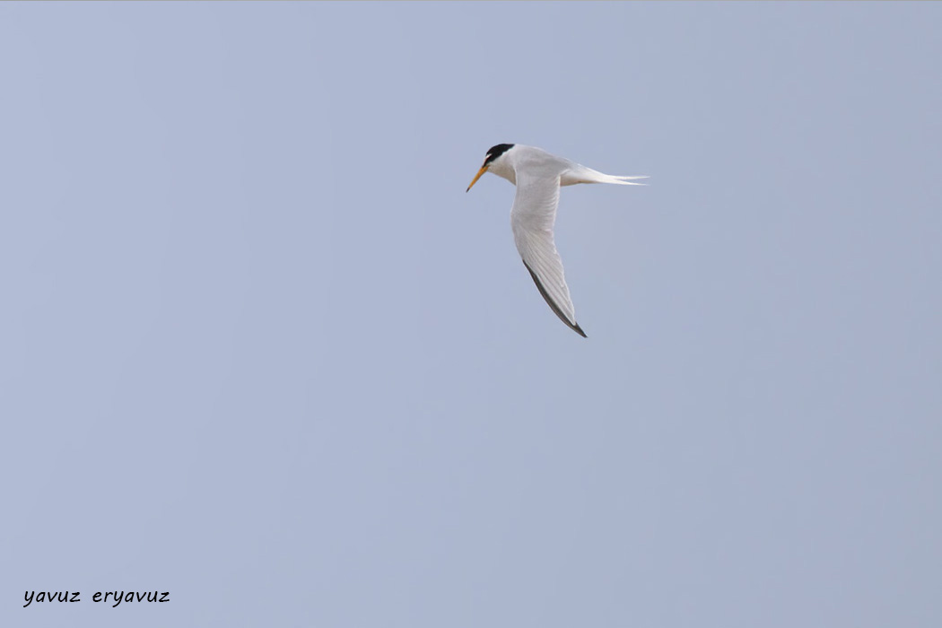 Little Tern