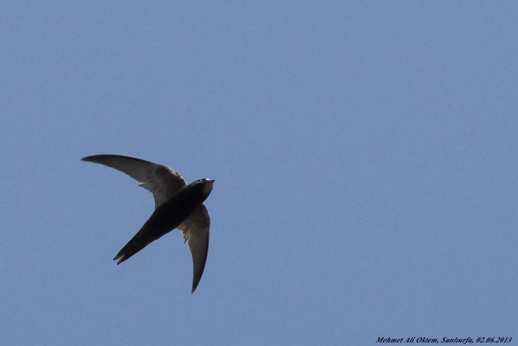 Common Swift
