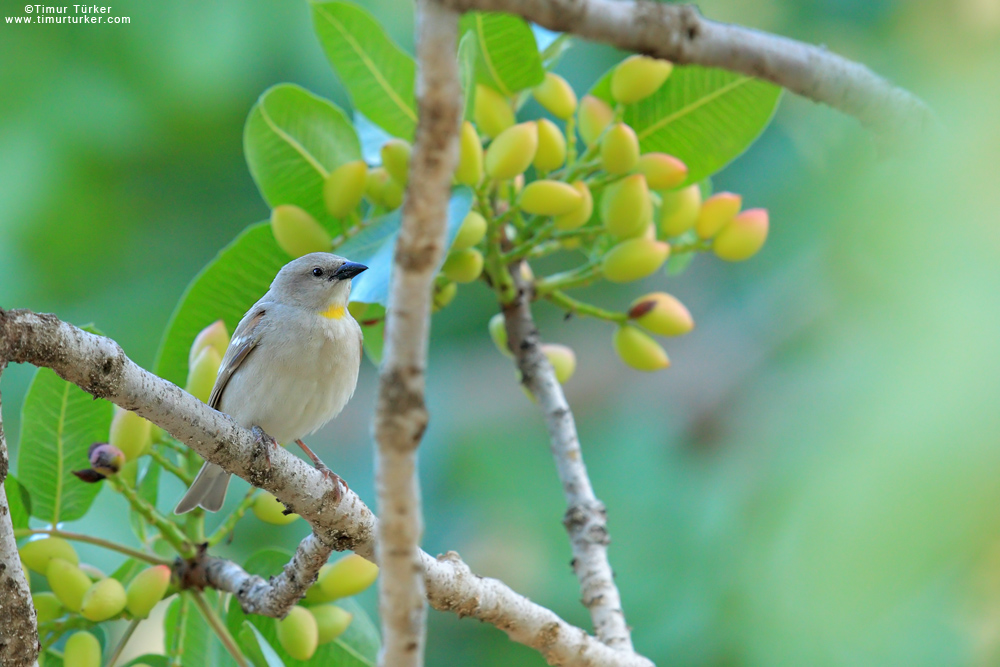 Yellow-throated Sparrow
