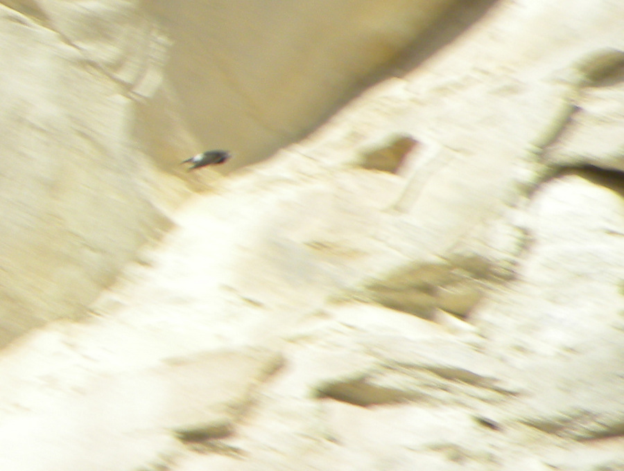 Little Swift