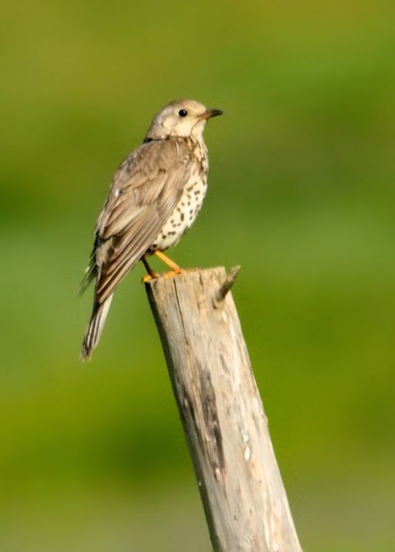 Mistle Thrush