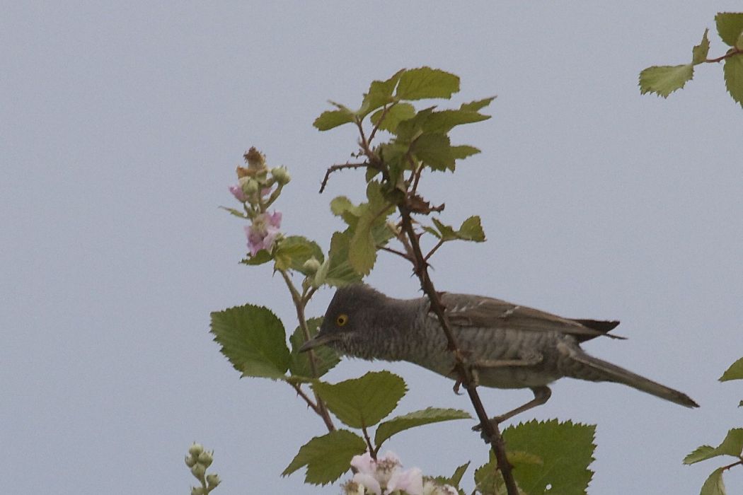 Barred Warbler