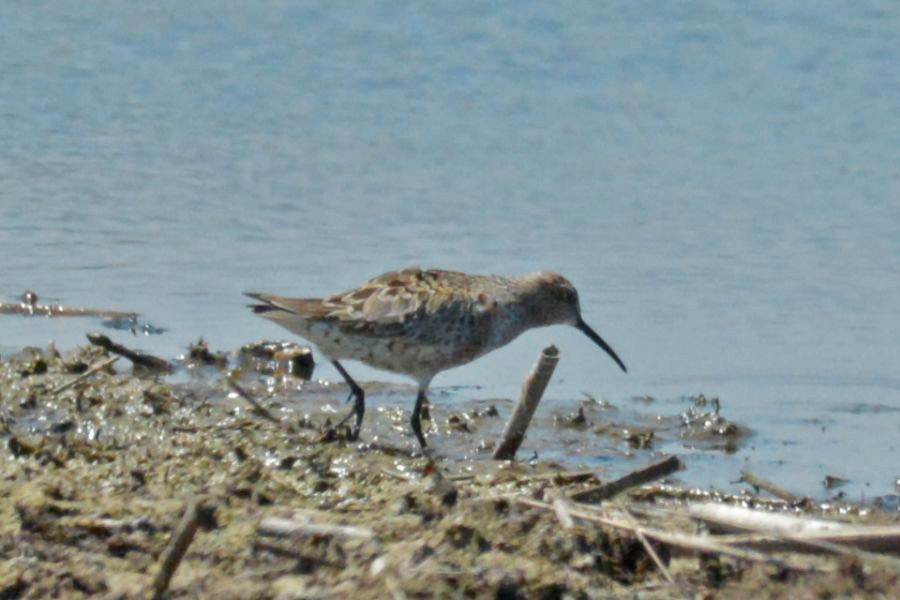 Curlew Sandpiper
