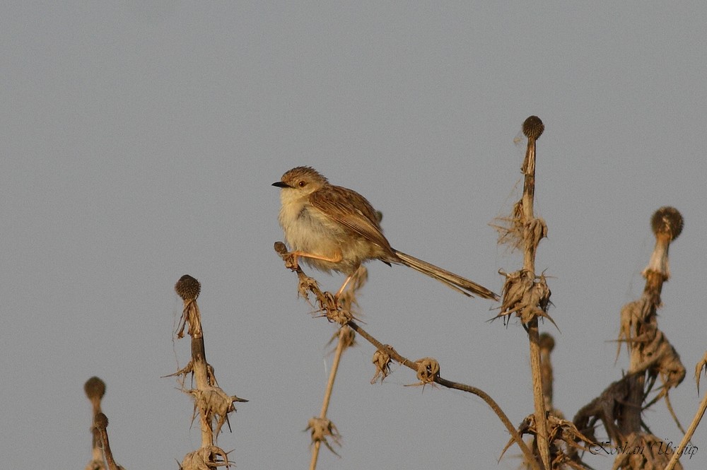 Delicate prinia