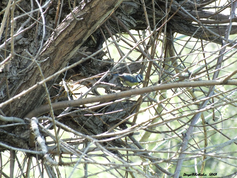 Eurasian Blue Tit