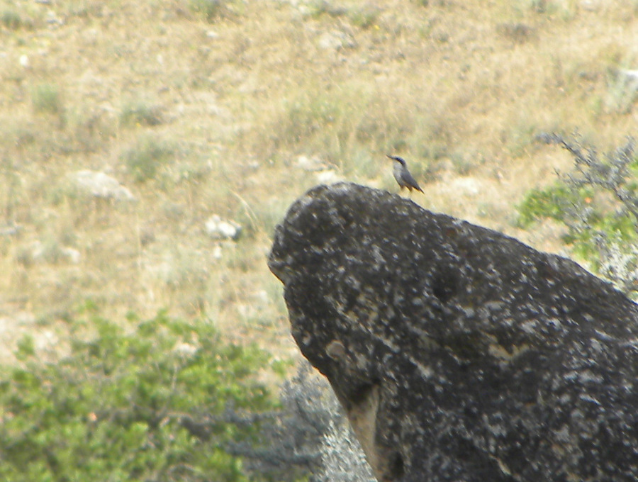 Eastern Rock Nuthatch