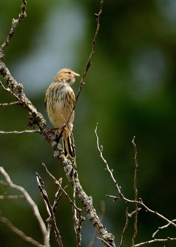 Twite