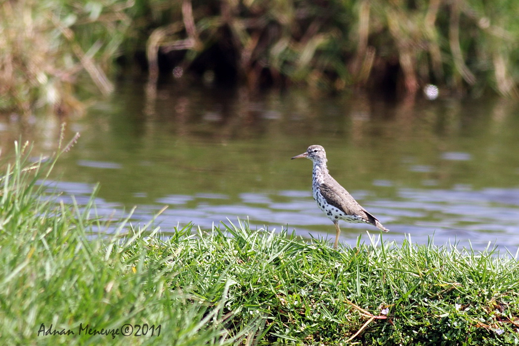 Spotted Sandpiper