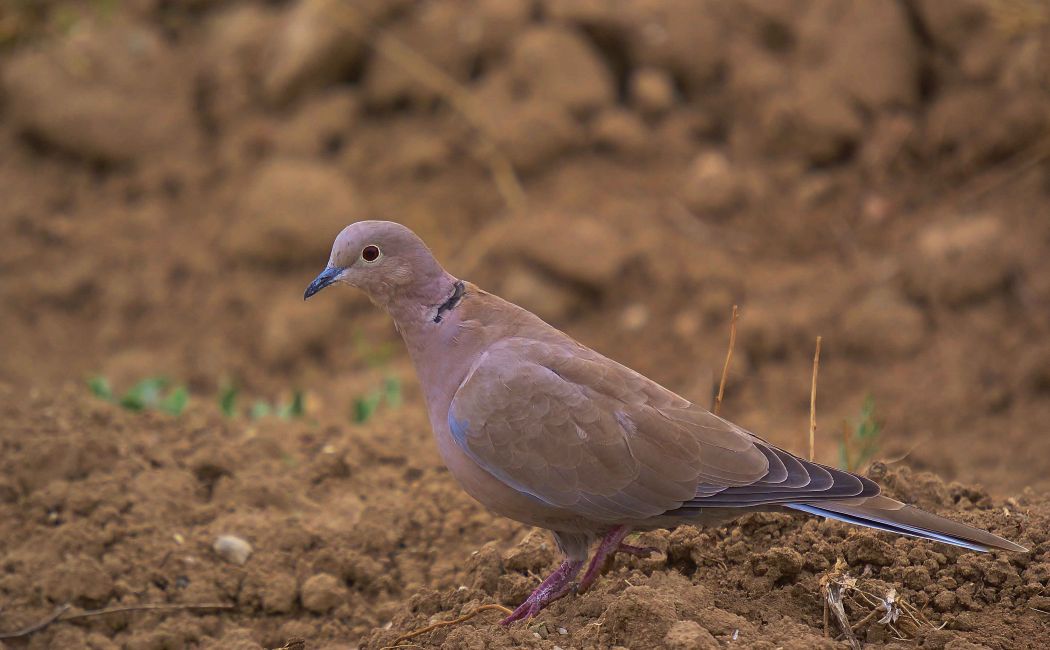 Eurasian Collared Dove