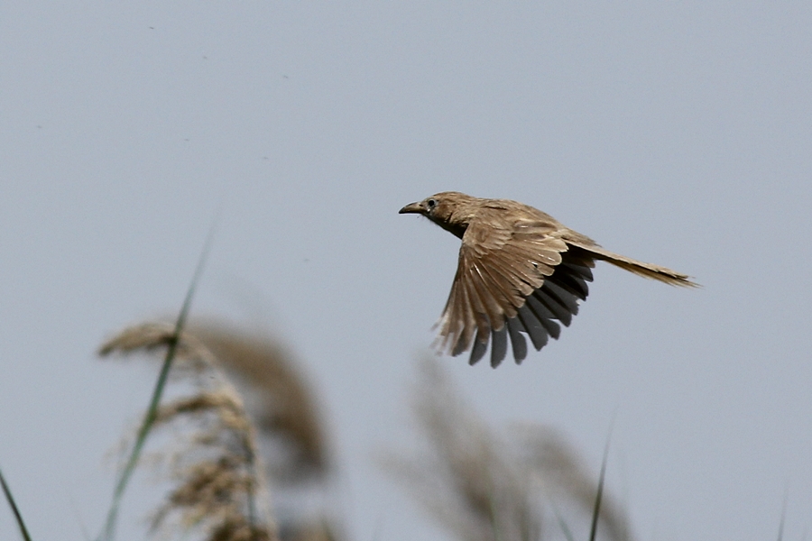 Iraq Babbler