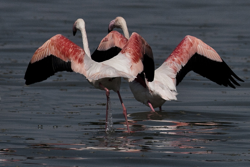 Greater Flamingo