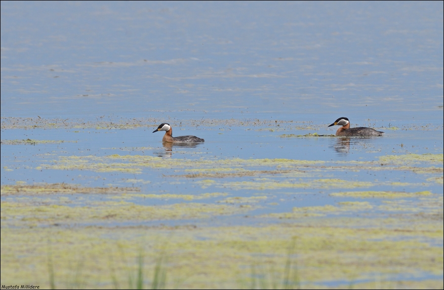 Red-necked Grebe