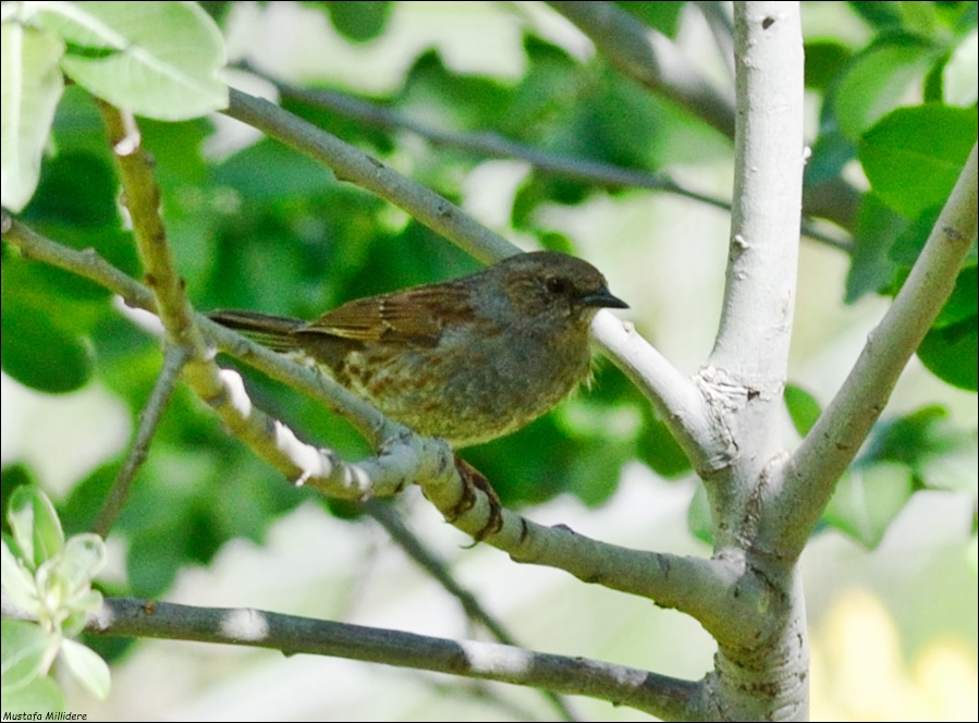 Dunnock