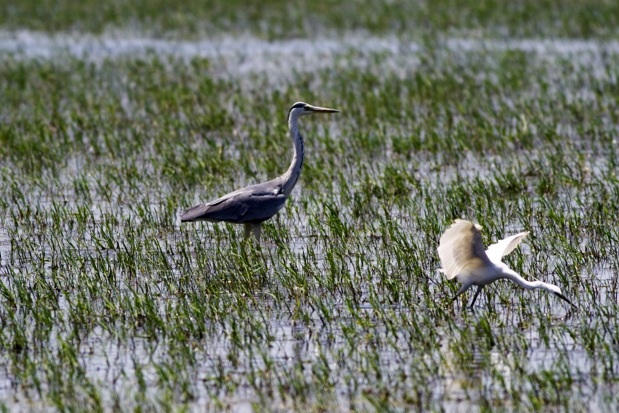 Grey Heron