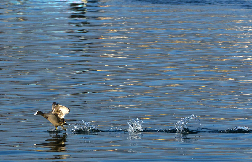 Eurasian Coot