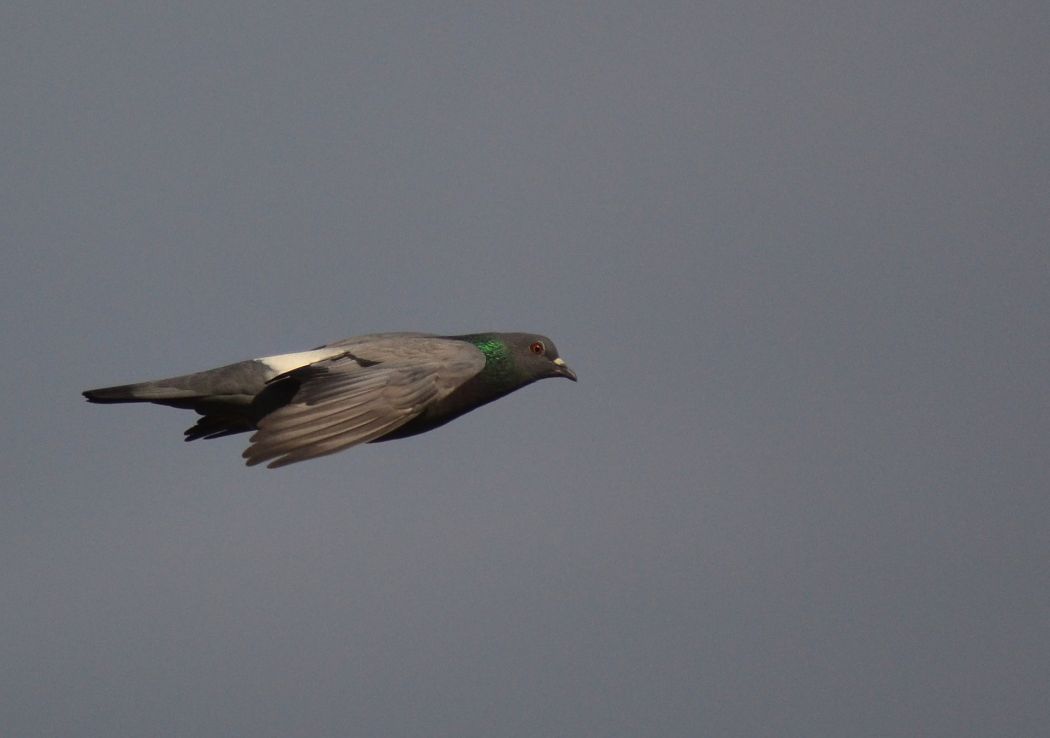 Rock Dove