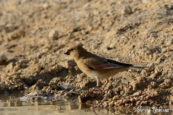 Desert Finch