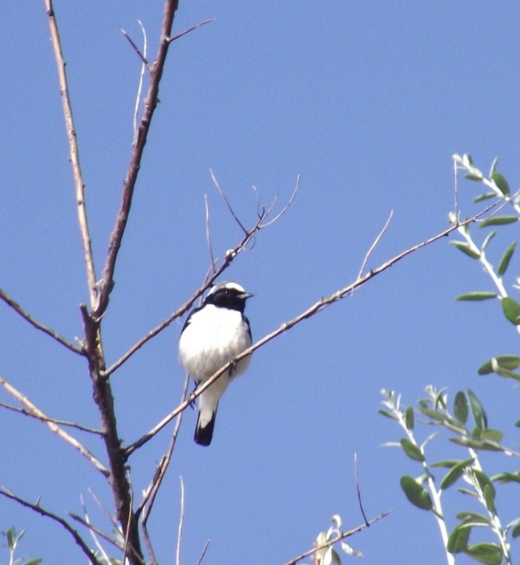 Finsch`s Wheatear