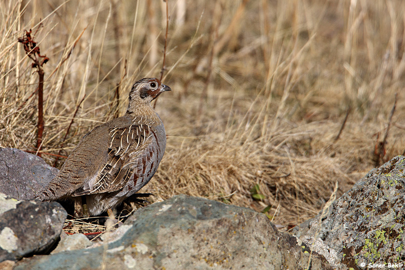 Grey Partridge