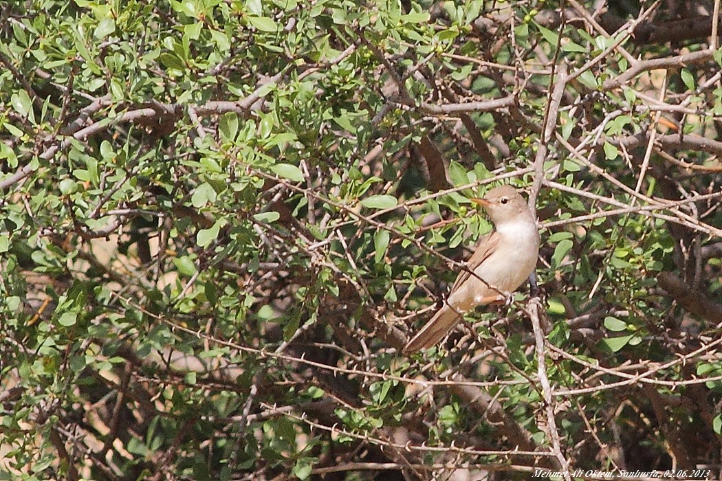 Upcher`s Warbler