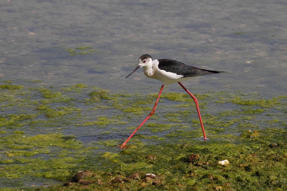 Black-winged Stilt
