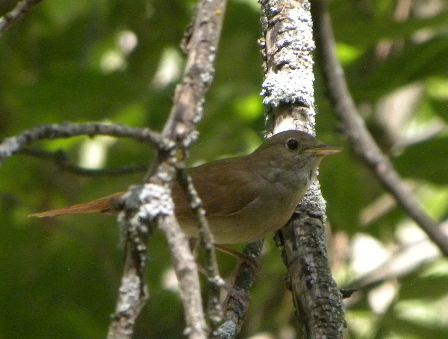 Common Nightingale