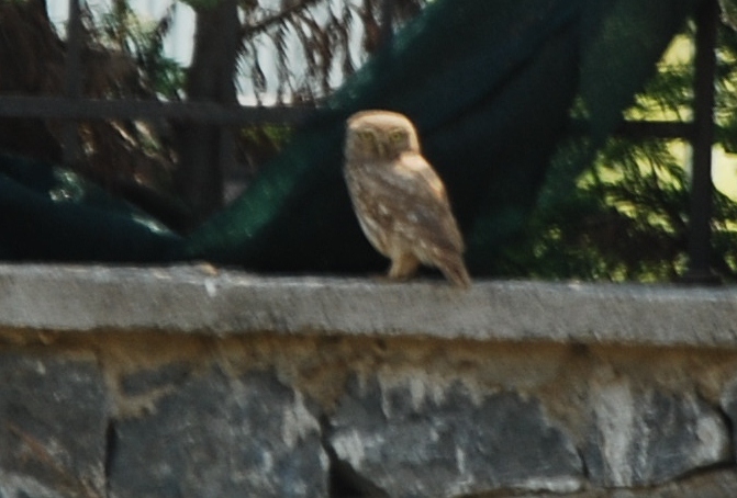 Little Owl