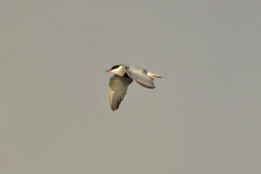 Whiskered Tern