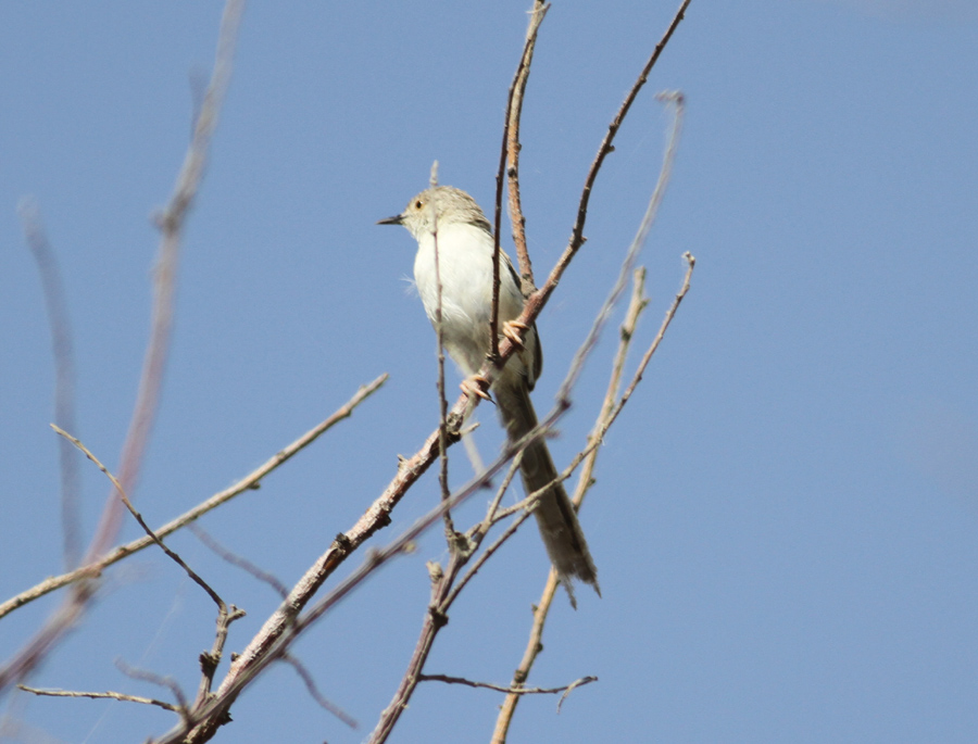 Delicate Prinia