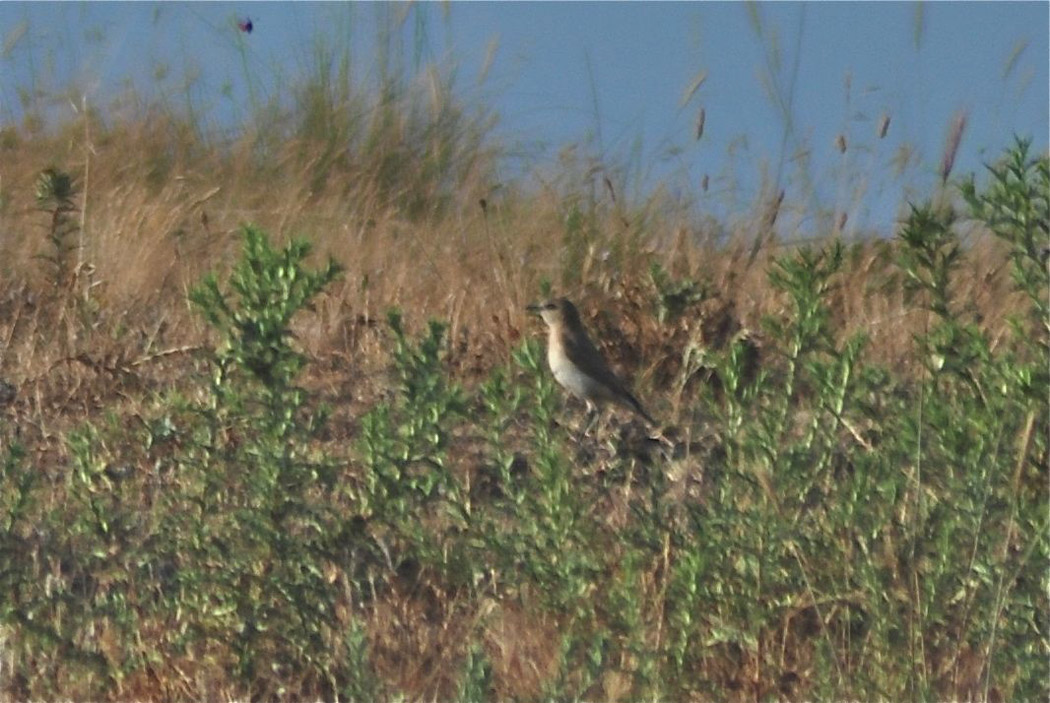 Isabelline Wheatear